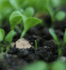 organic
