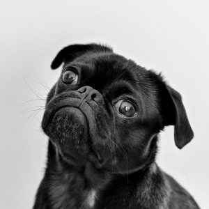 Pet Vitamins